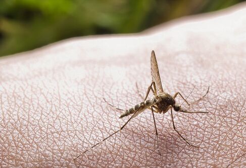 蚊虫叮咬是寄生虫感染的原因