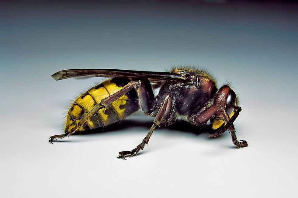 昆虫可以用寄生虫感染人类