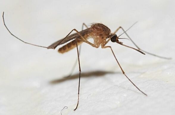 蚊子是皮肤寄生虫的主要携带者